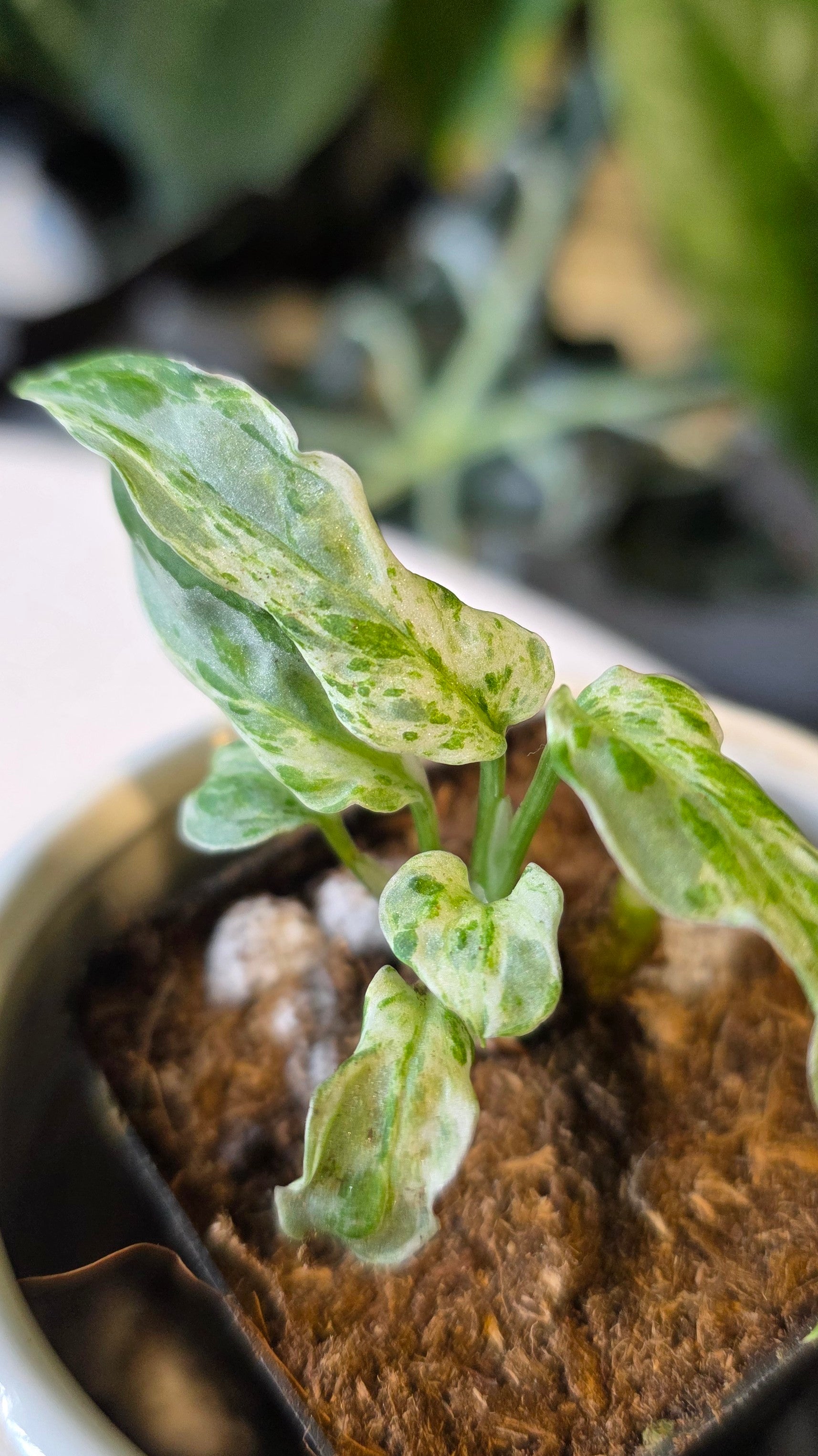 Monstera Adansonii Frozen Freckles (E)