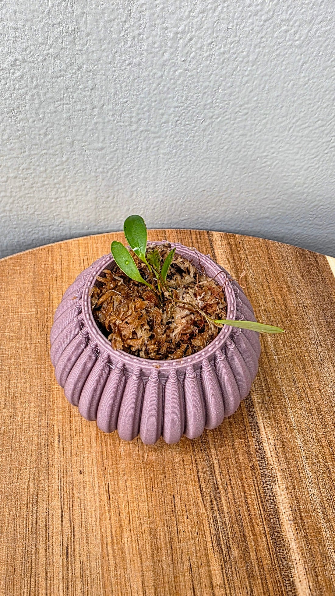 Stellamaris Pergrata