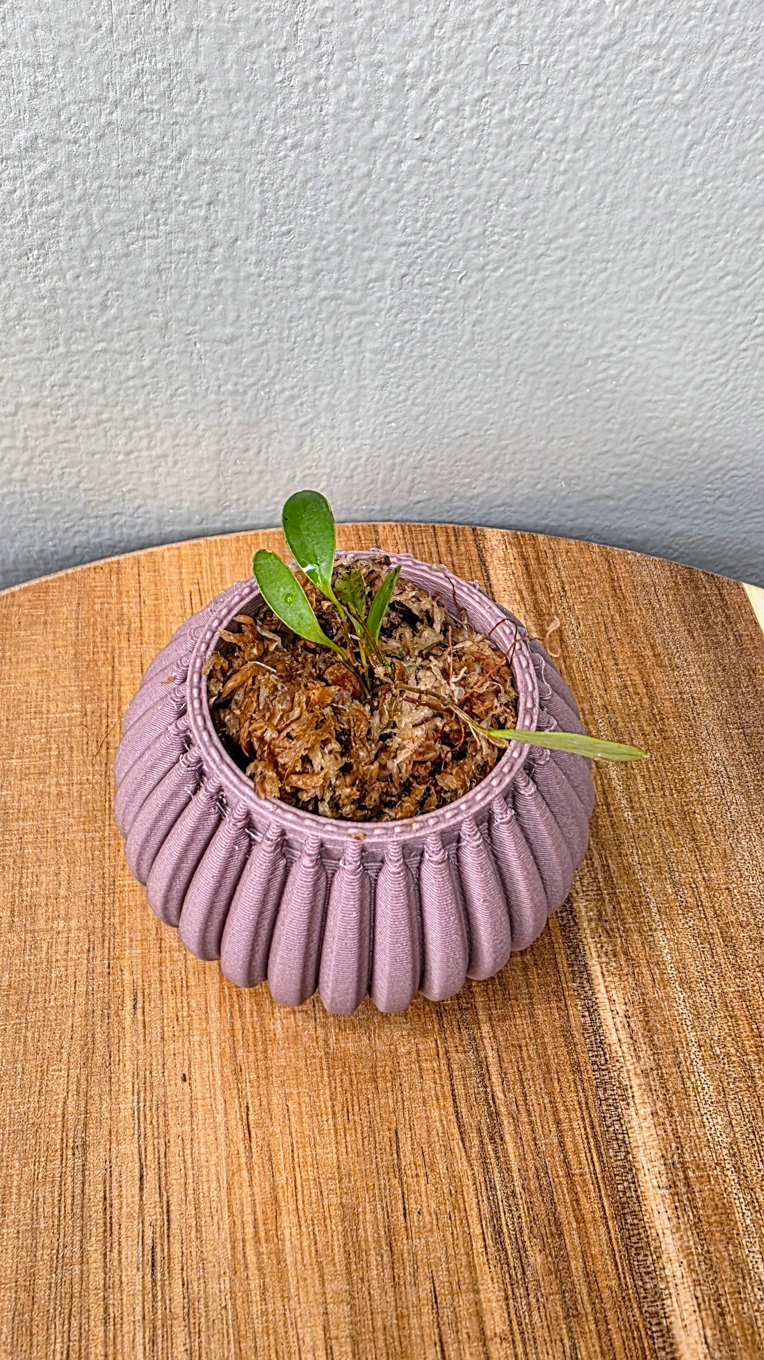 Stellamaris Pergrata