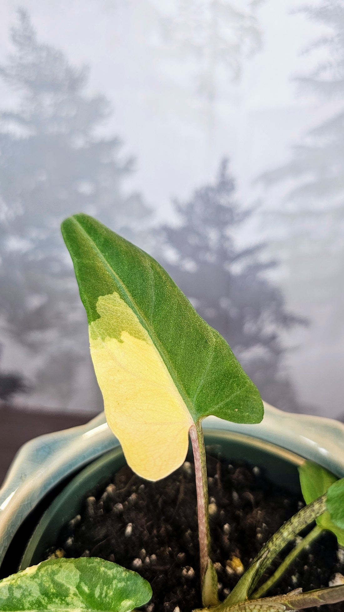 Alocasia Lauterbachiana Aurea Variegated (A04)
