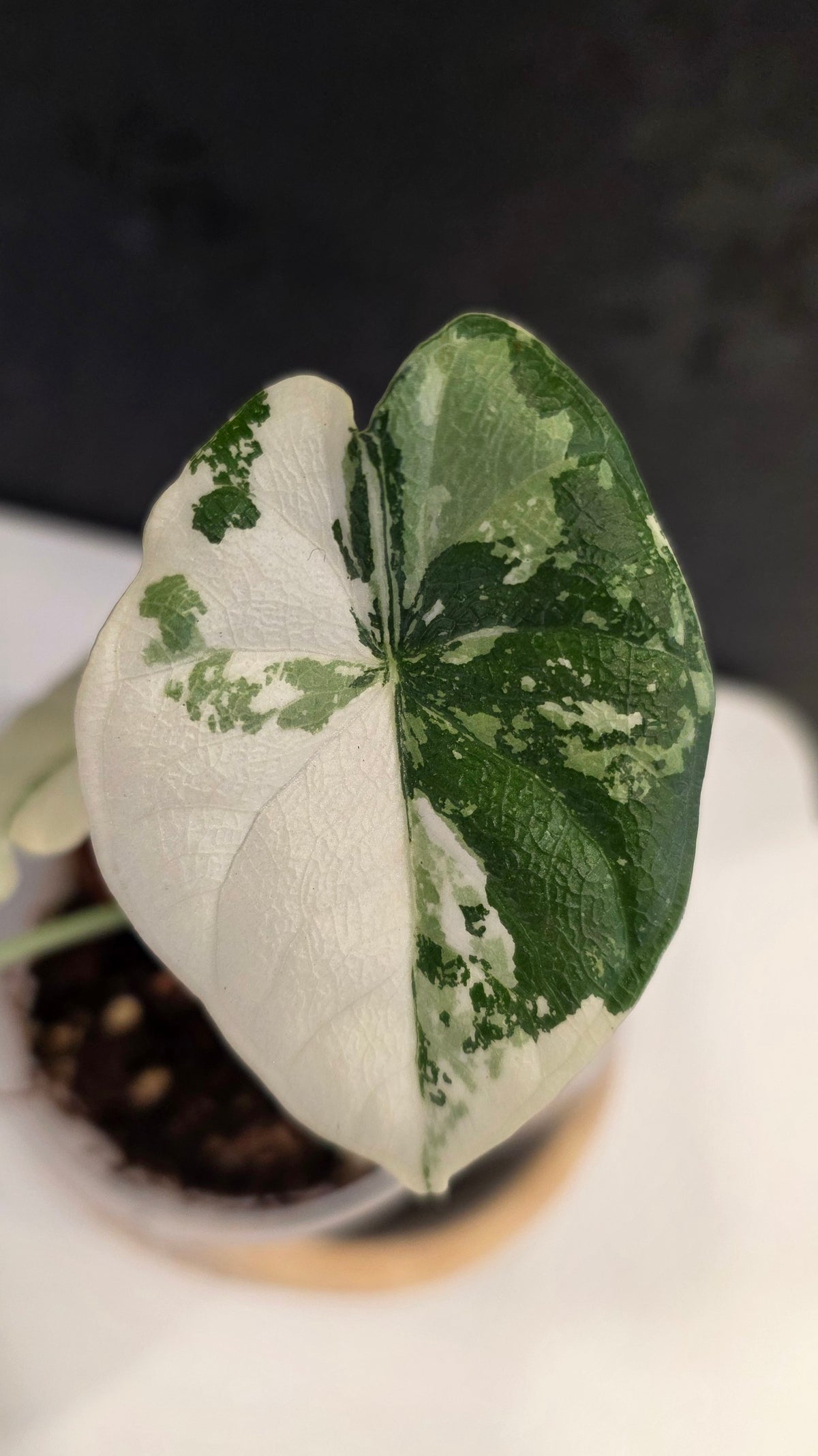 Alocasia Melo Albo B