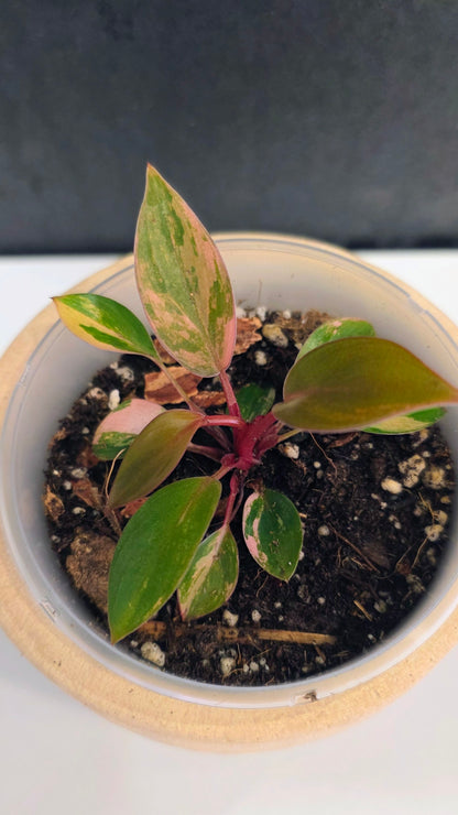 Philodendron Red Congo Variegated C