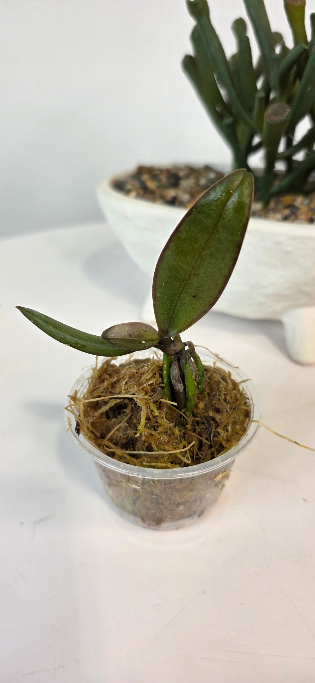 Palaenopsis schilleriana