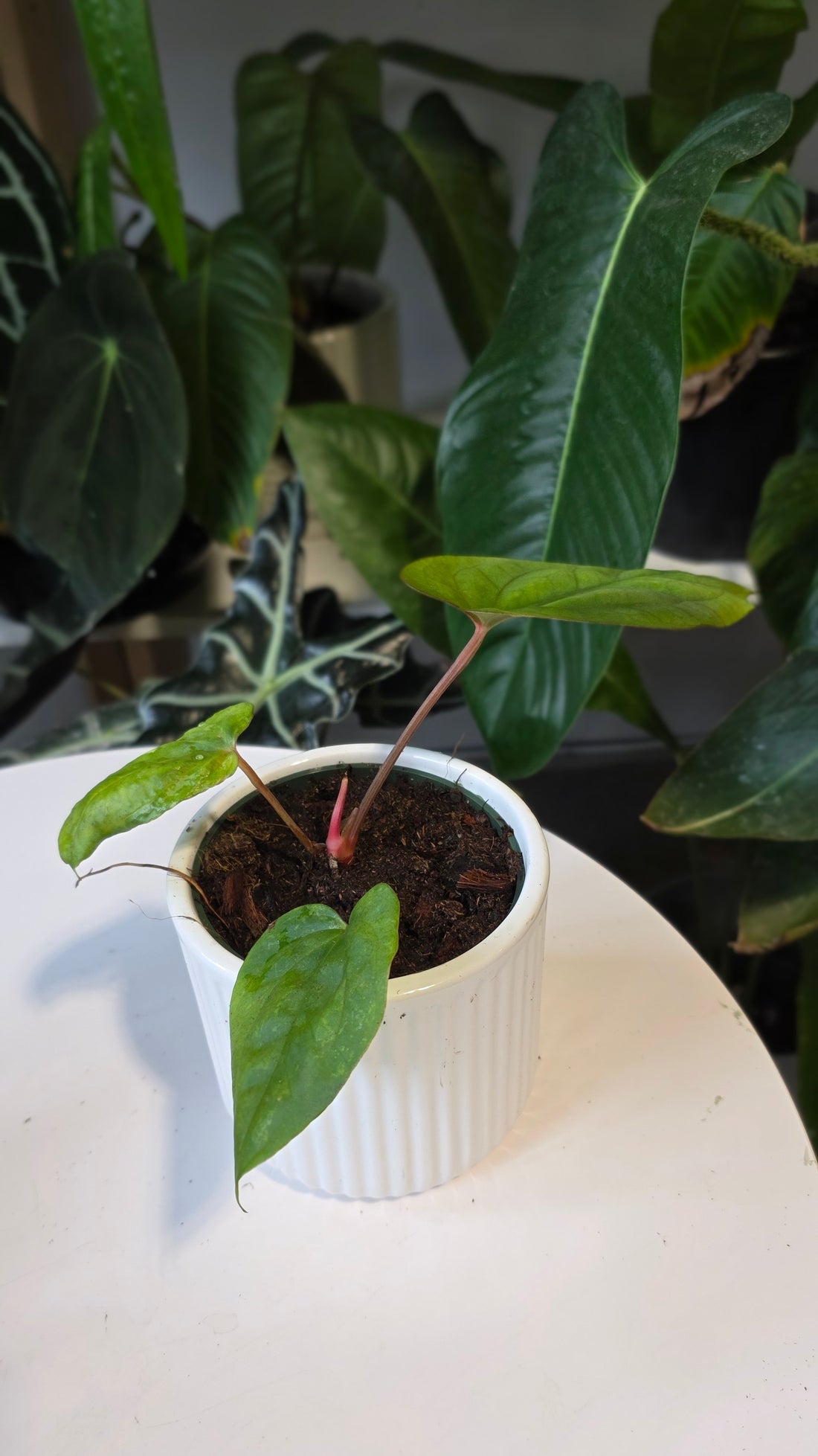 Anthurium Papillilaminum x Eastern Dressleri (A)