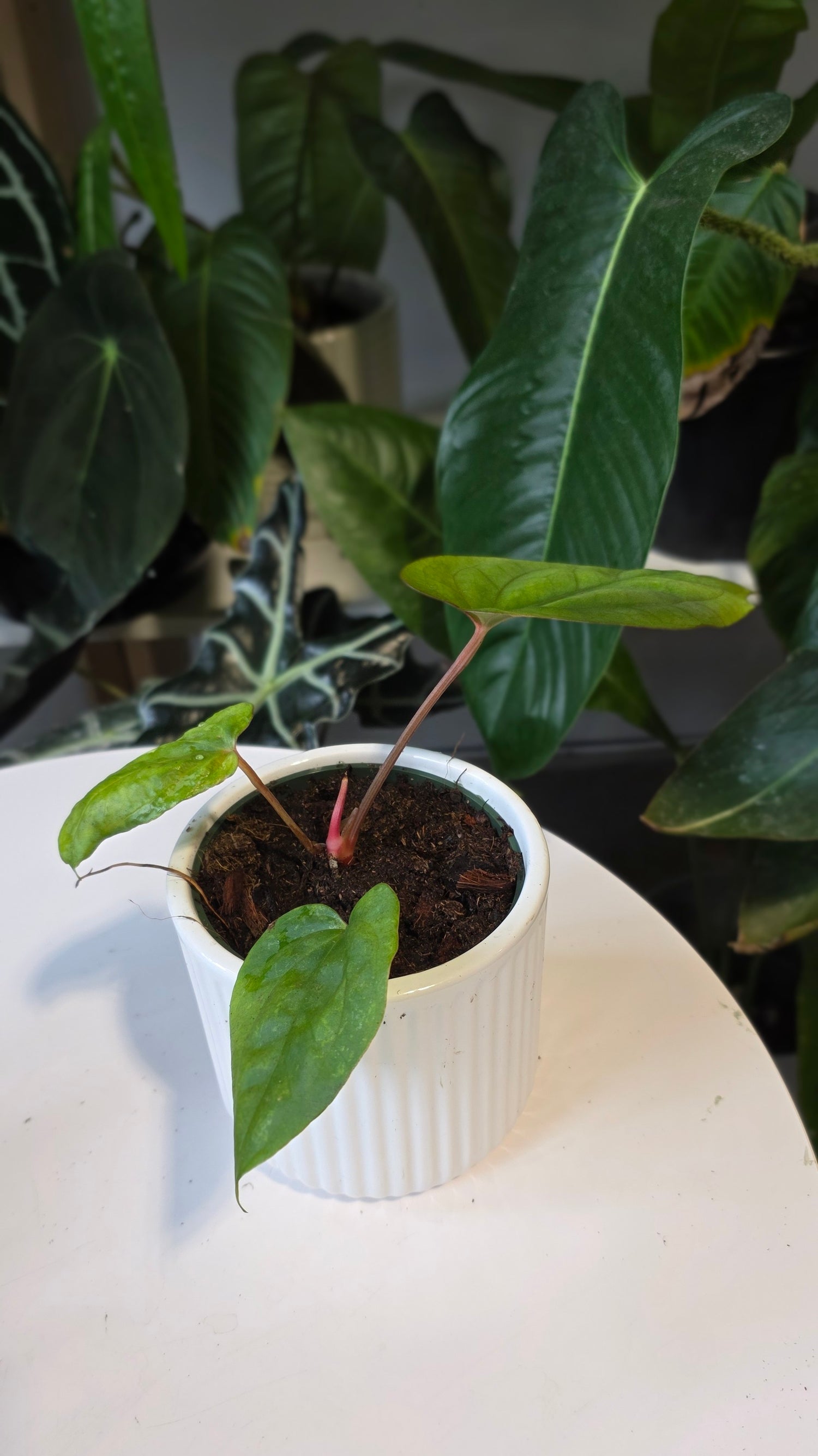 Anthurium Papillilaminum x Eastern Dressleri (A)
