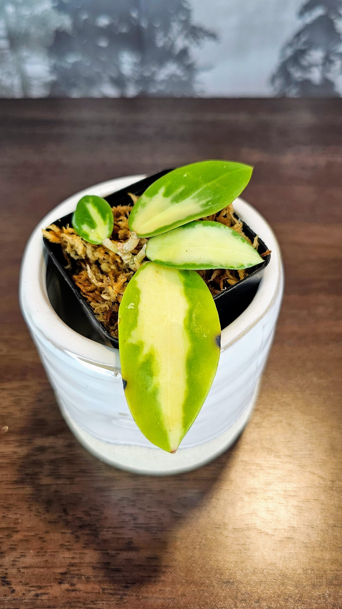 Hoya acuta inner variegated (WH 56)