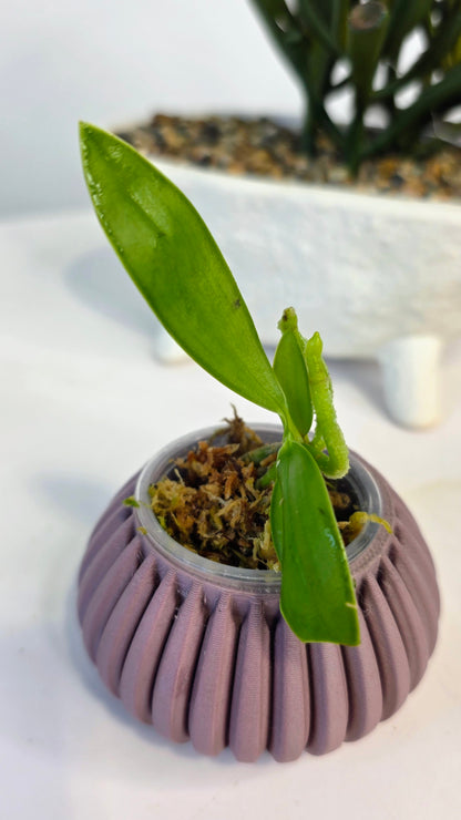 Palaenopsis pulchra