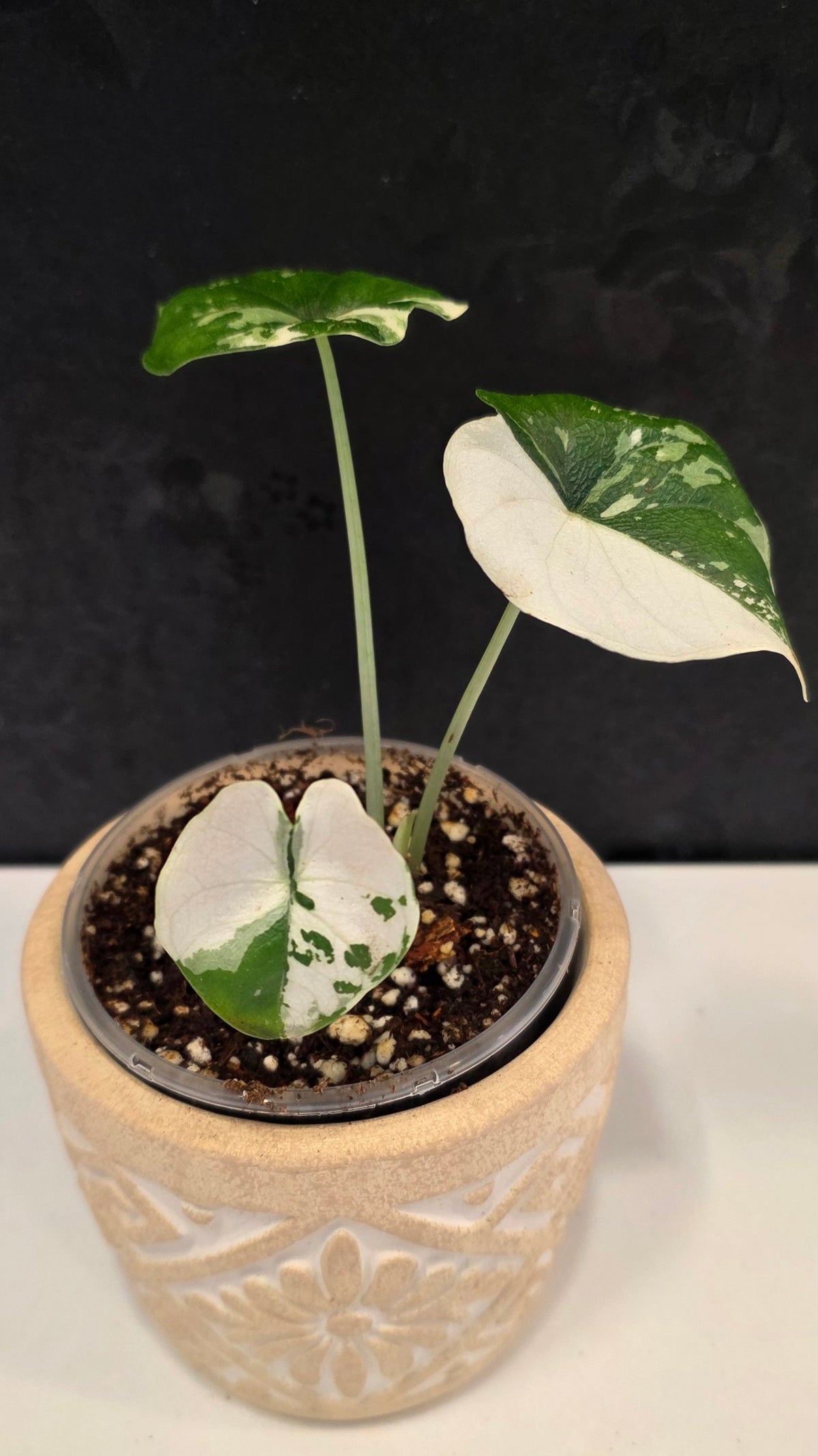Alocasia Melo Albo A