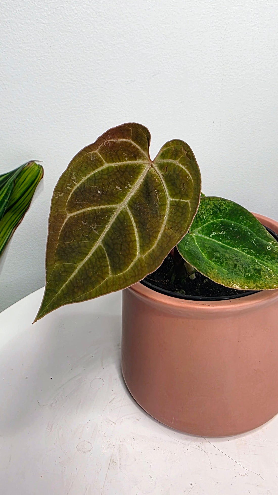 Anthurium Besseae aff x Crystallinum