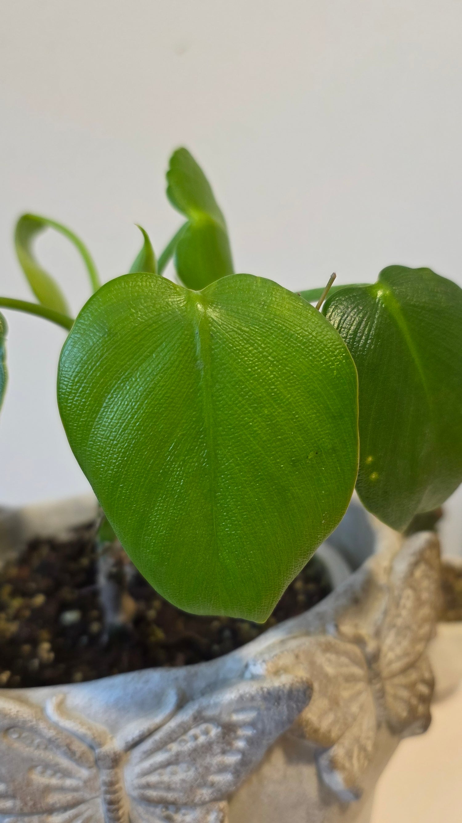 Philodendron Rugosum A
