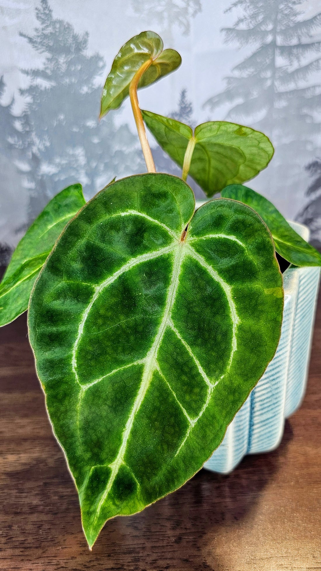 Anthurium Black Velvet (A02)