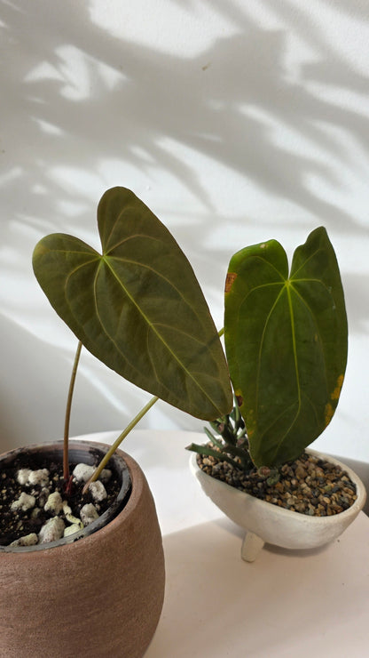 Anthurium Nocturne Plush (Cuyabeno Soul x Papillilaminum) "A"