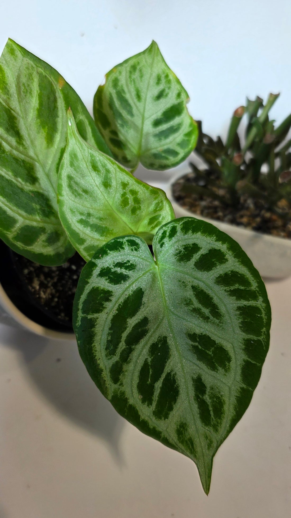 Anthurium Dorsil "b"