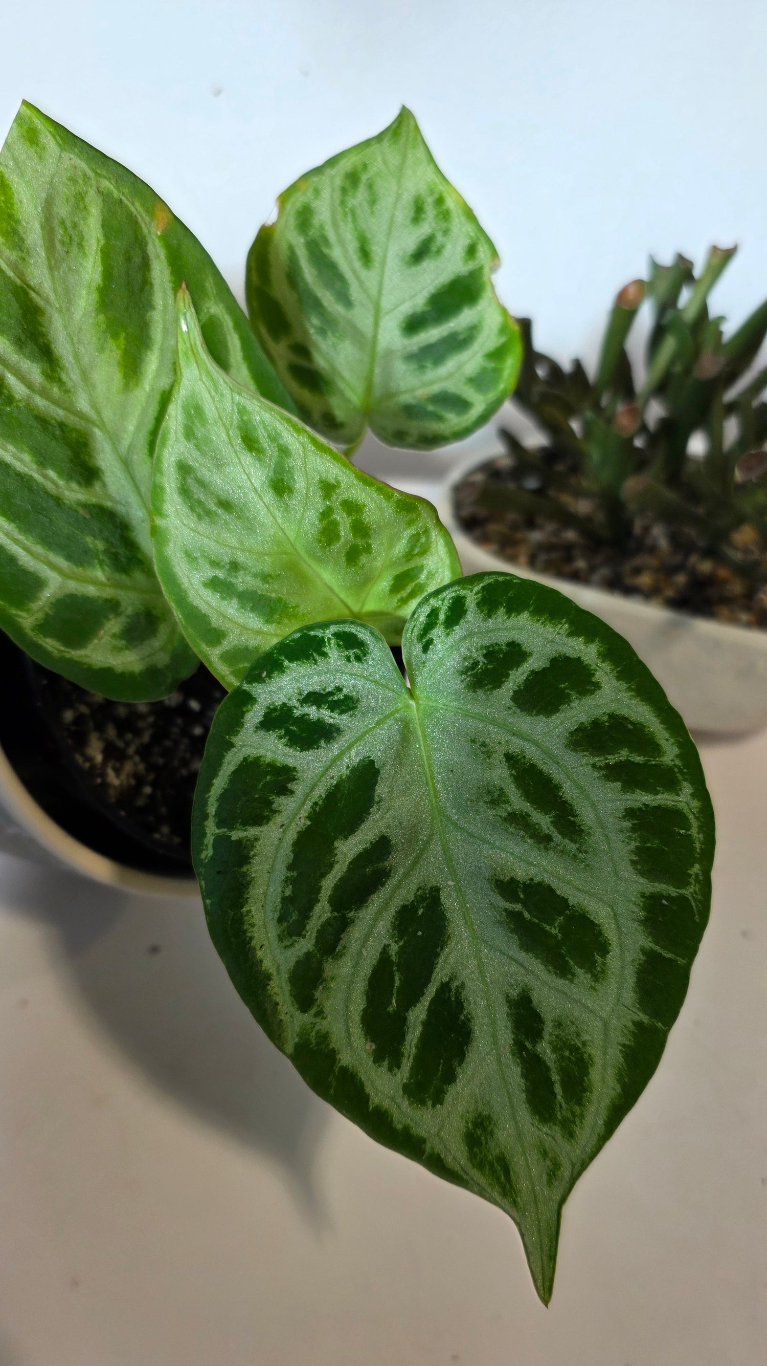 Anthurium Dorsil "b"