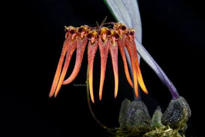 Bulbophyllum tronguyetii