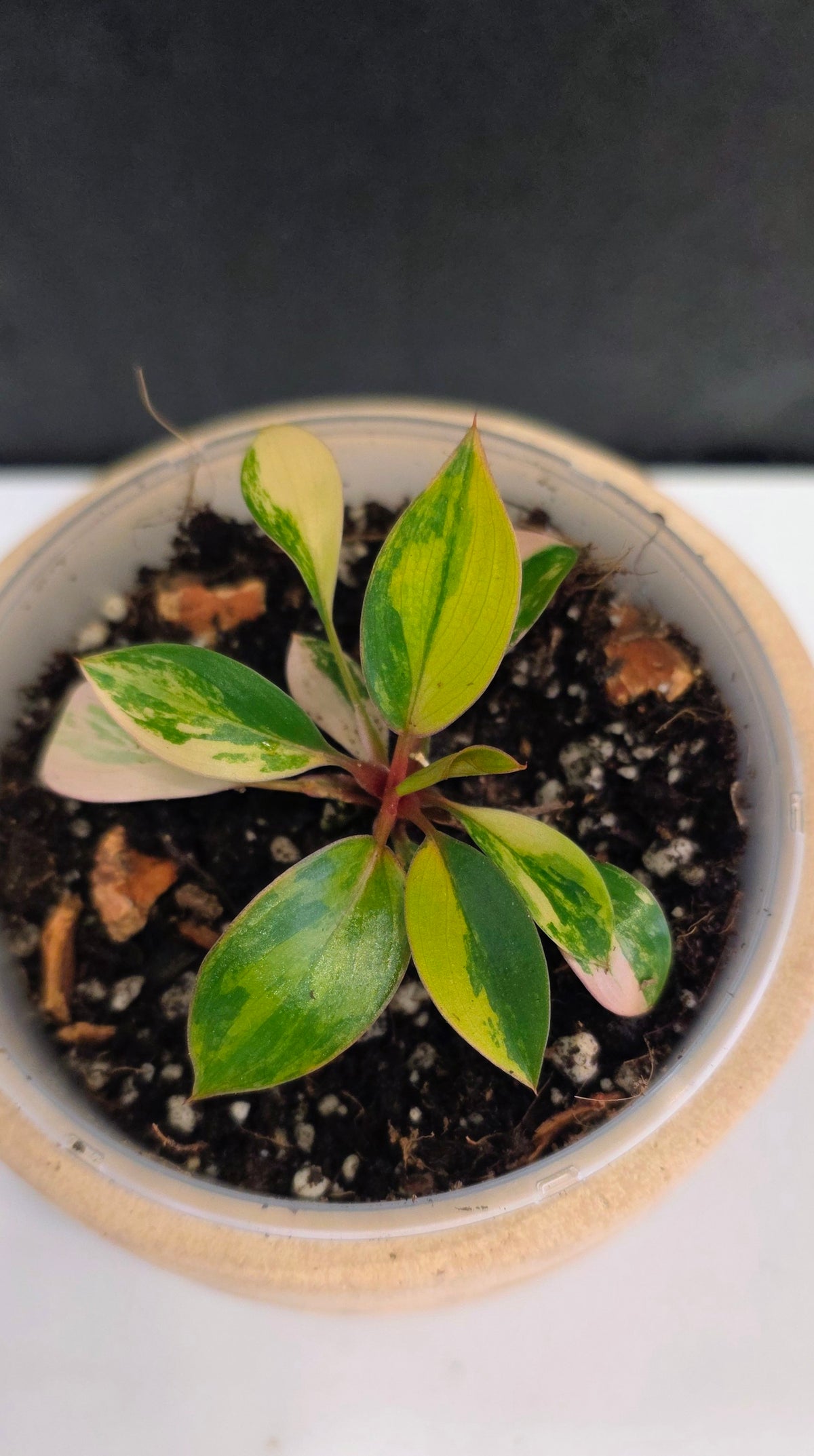 Philodendron Red Congo Variegated D