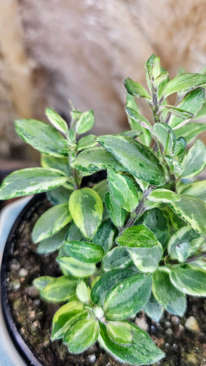 Lipstick Plant Bolero Bicolore