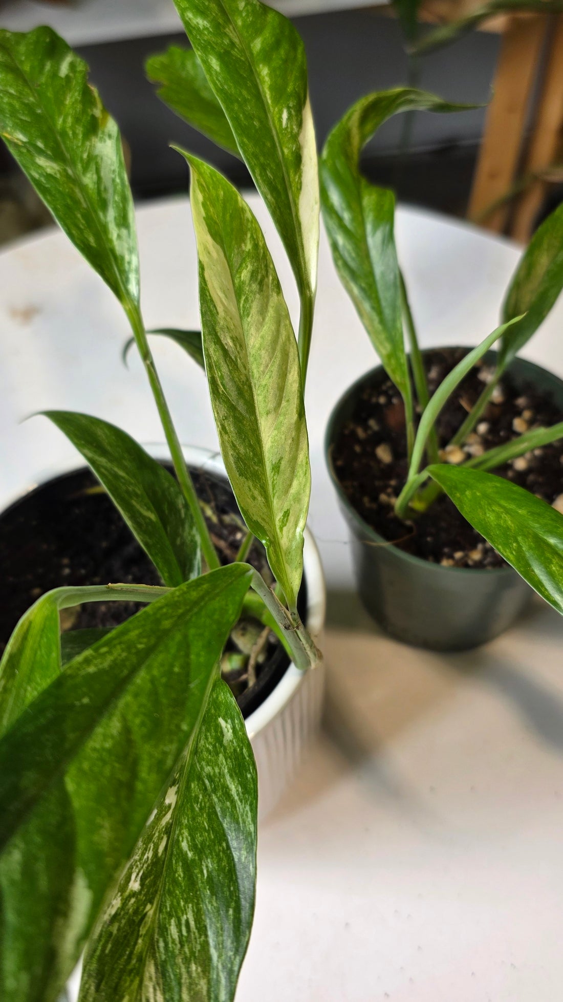 Rhaphidophora megasperma variegated