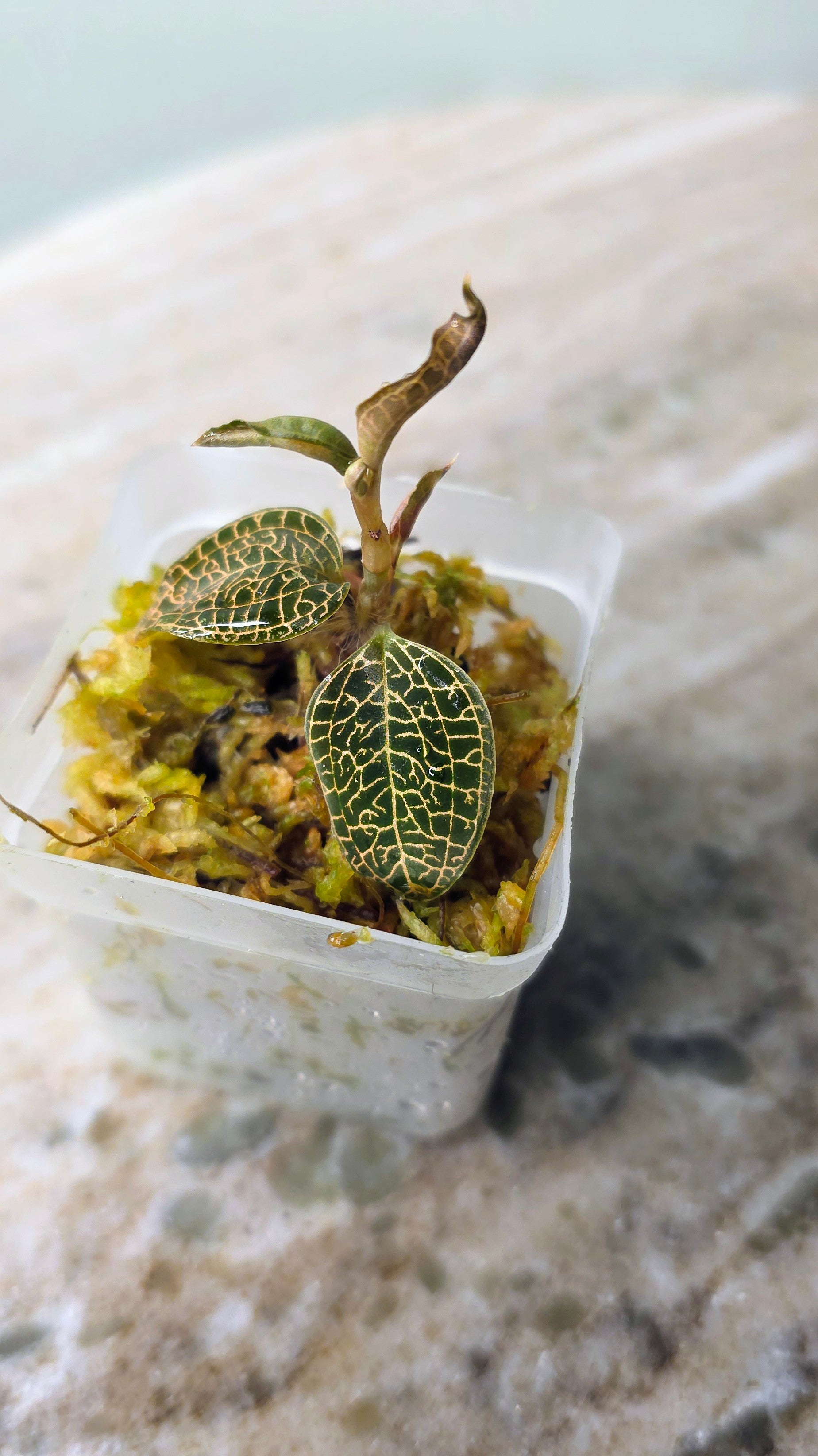 Anoectochilus Leaf Tip