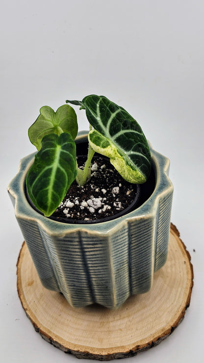 Alocasia Black Velvet Variegated (C)