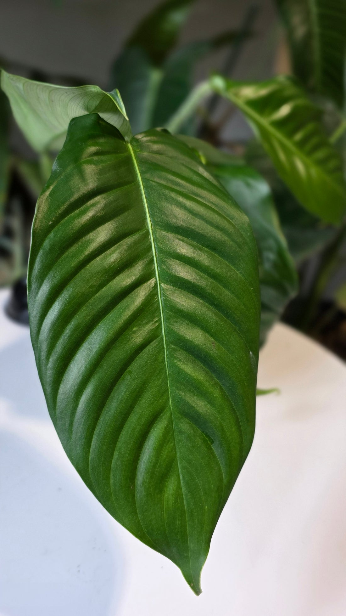 Philodendron genevieveanum (b)