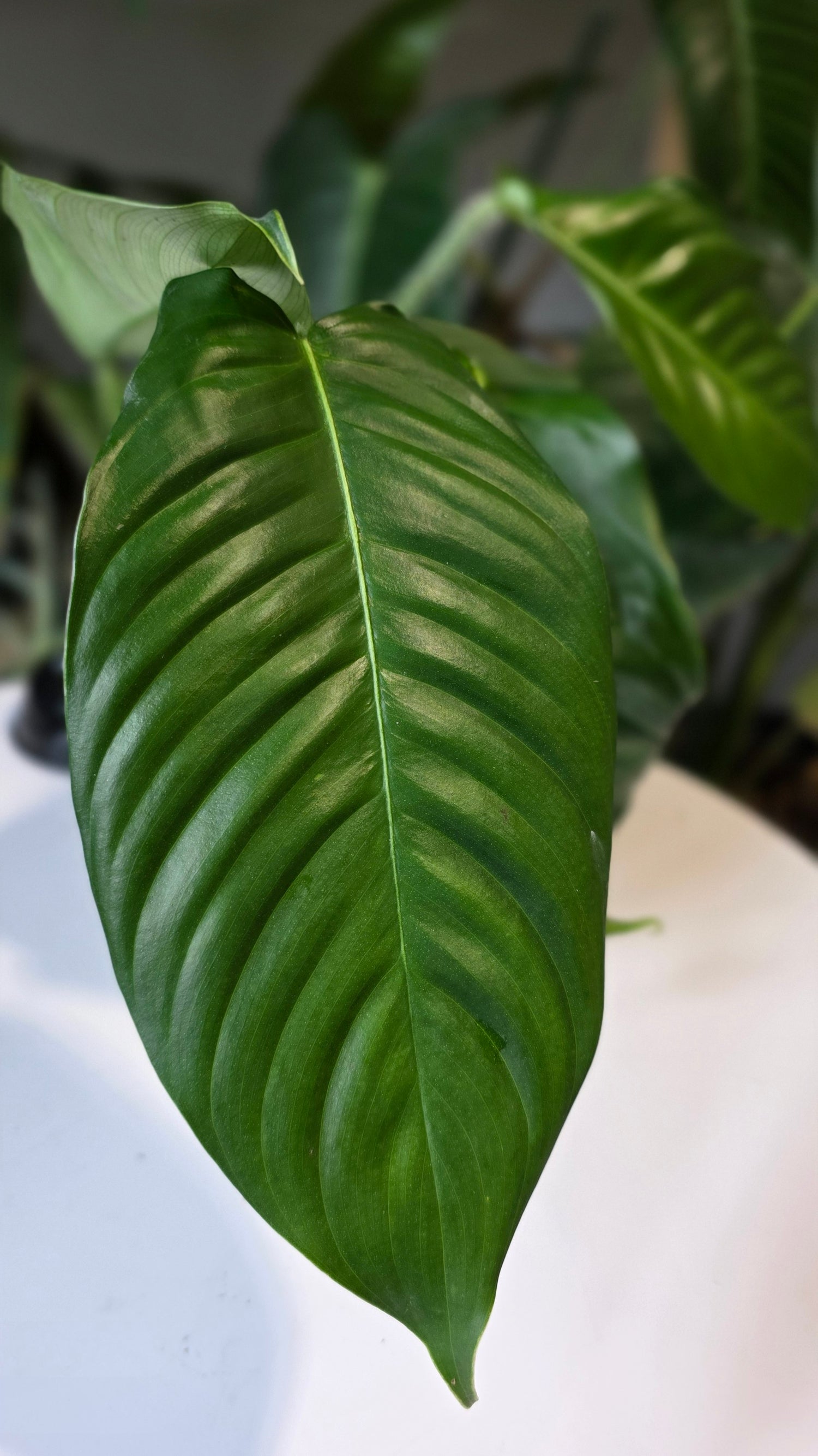 Philodendron genevieveanum (b)