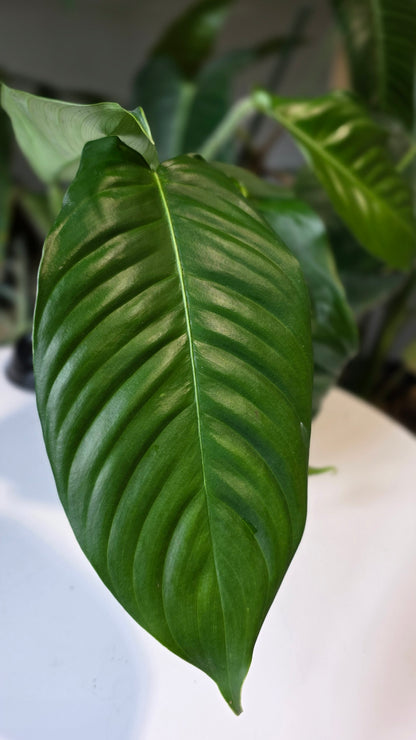 Philodendron genevieveanum (b)
