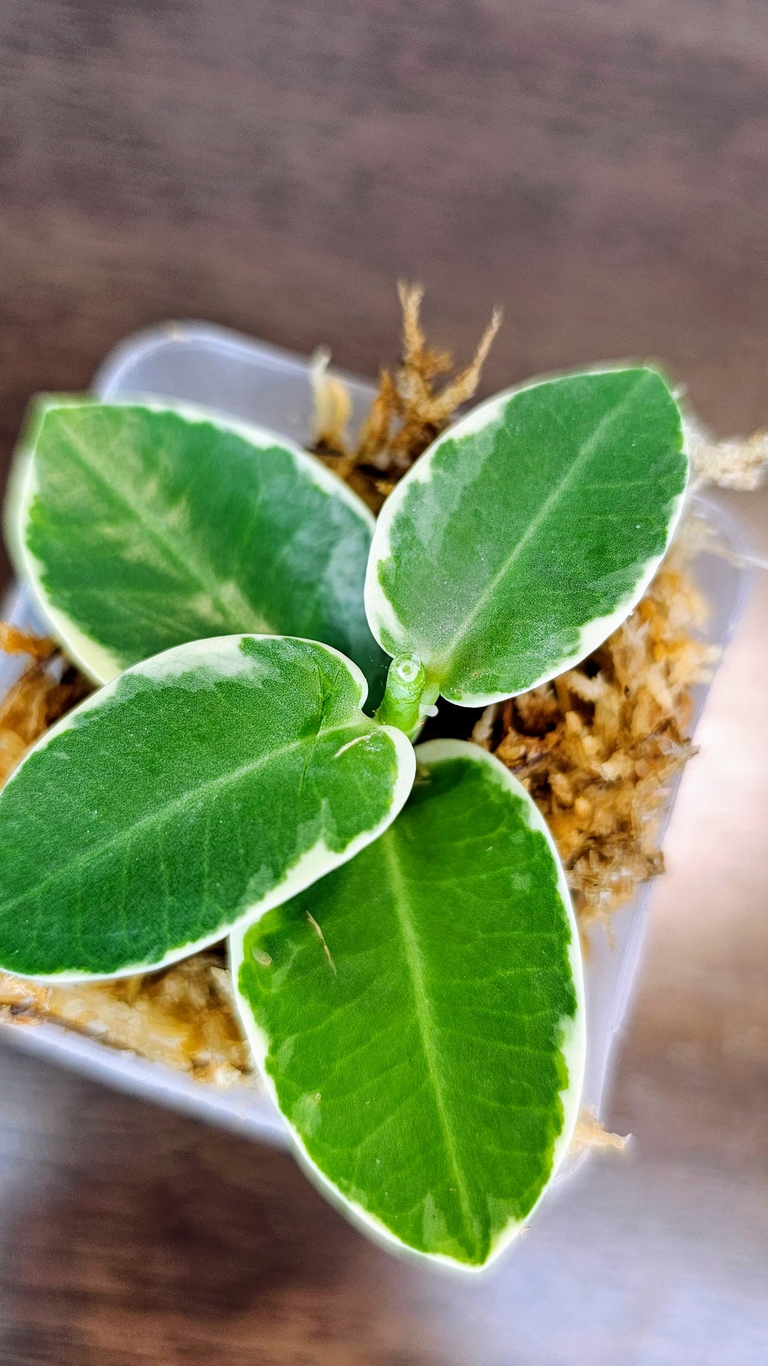 Hoya Cummingiana Albo variegated (WH 24)