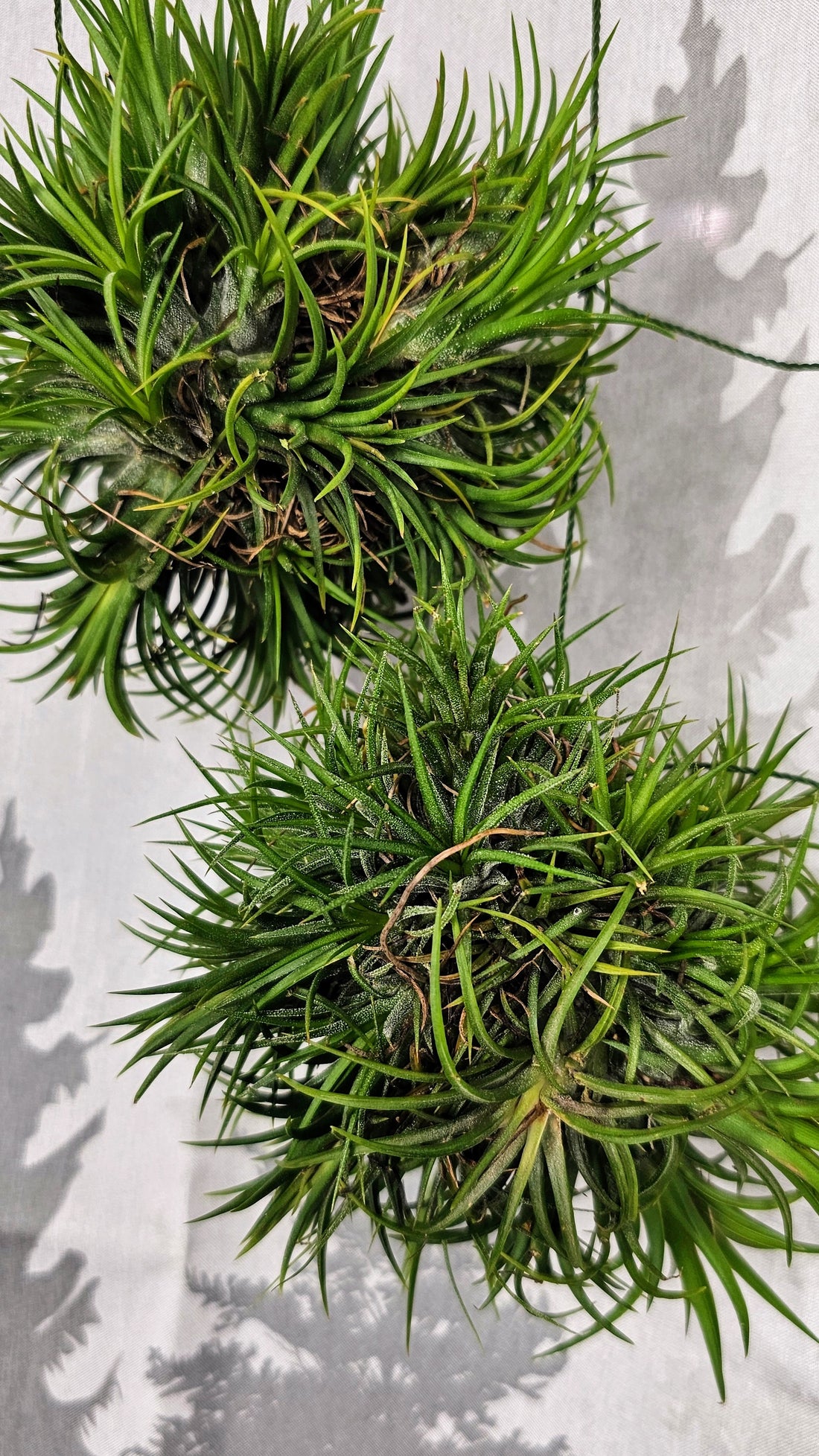 Tillandsia Lanotha Sky Ball