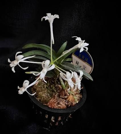 Vanda falcata