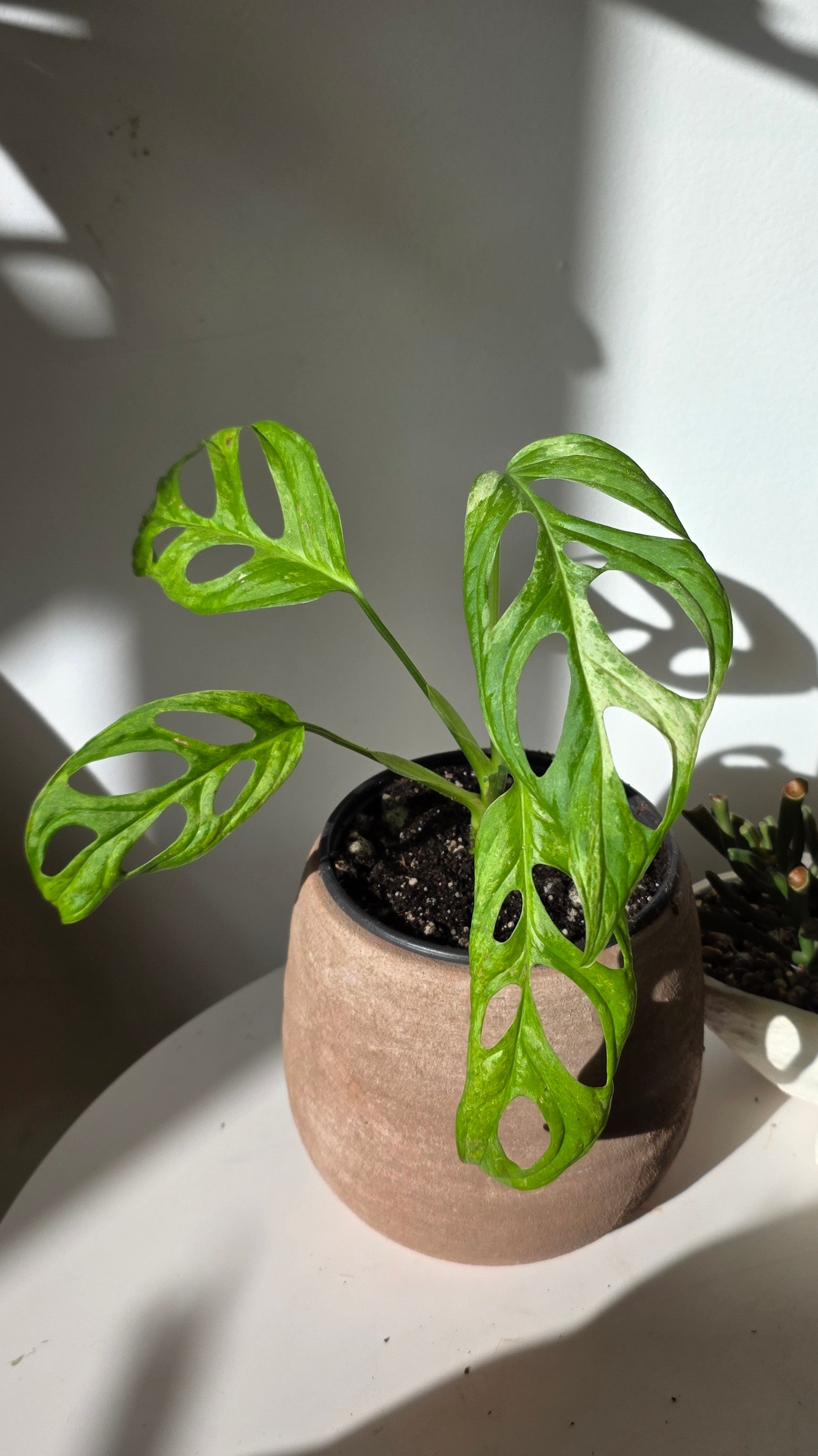 Monstera Adansonii Mint (A)