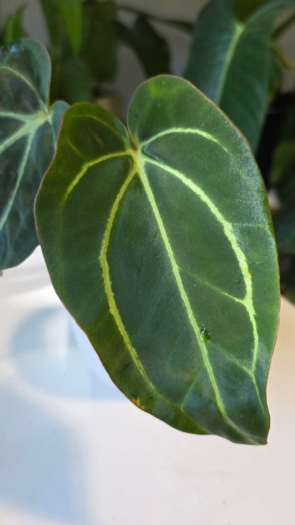 Anthurium Carlablackaie (A)