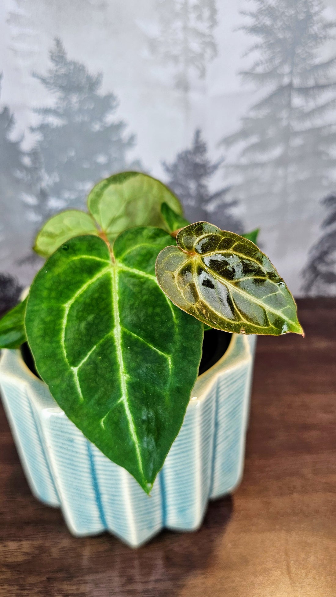 Anthurium Black Velvet (A02)