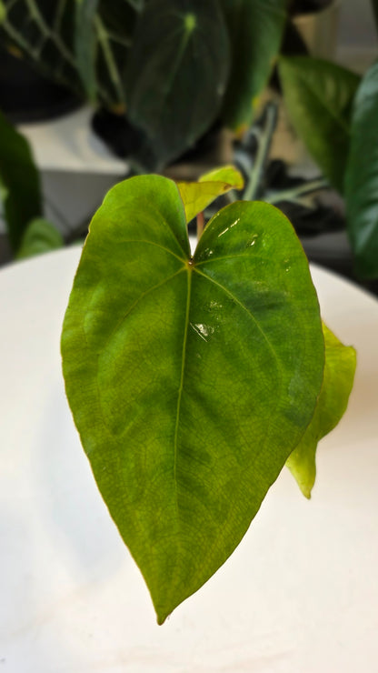 Anthurium Forgetii x Eastern Dressleri (C)