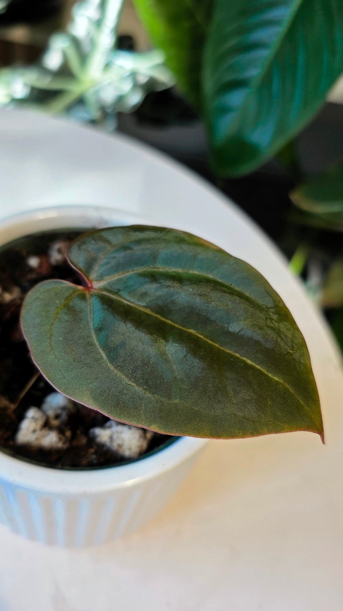 Anthurium Red Crystallinum X Dressleri (A)