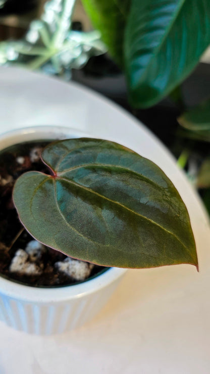 Anthurium Red Crystallinum X Dressleri (A)