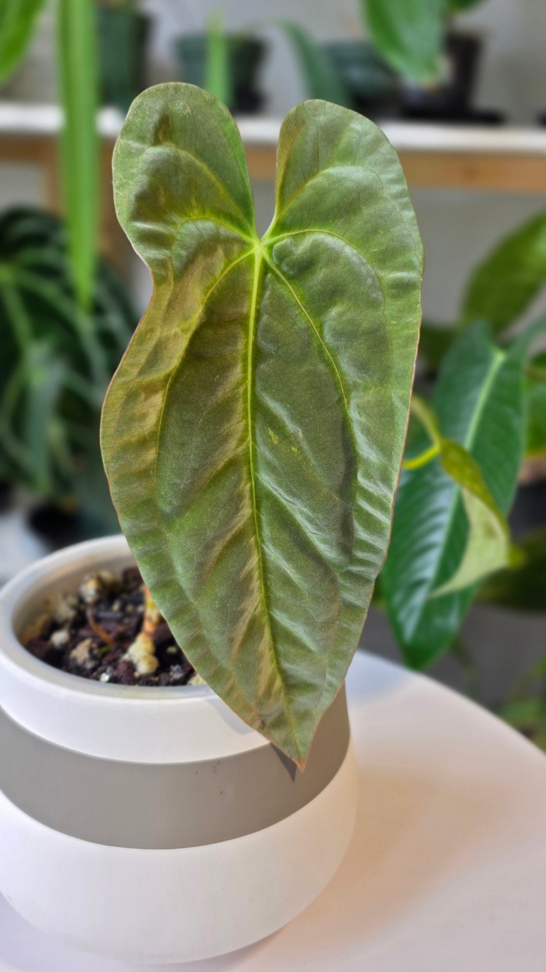 Anthurium Gatorskin x Pap RA6