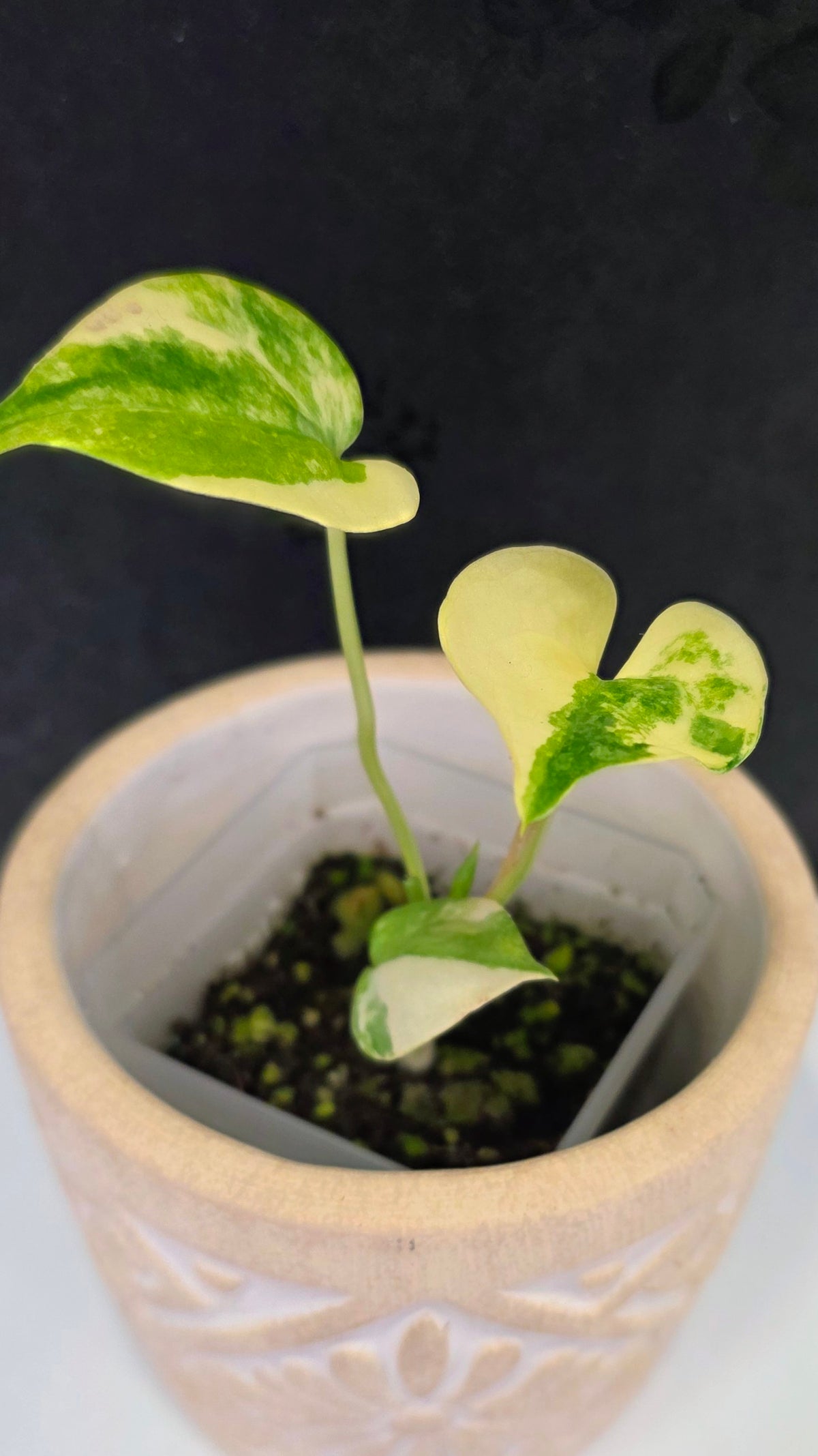 Anthurium Clarinervium Variegated B