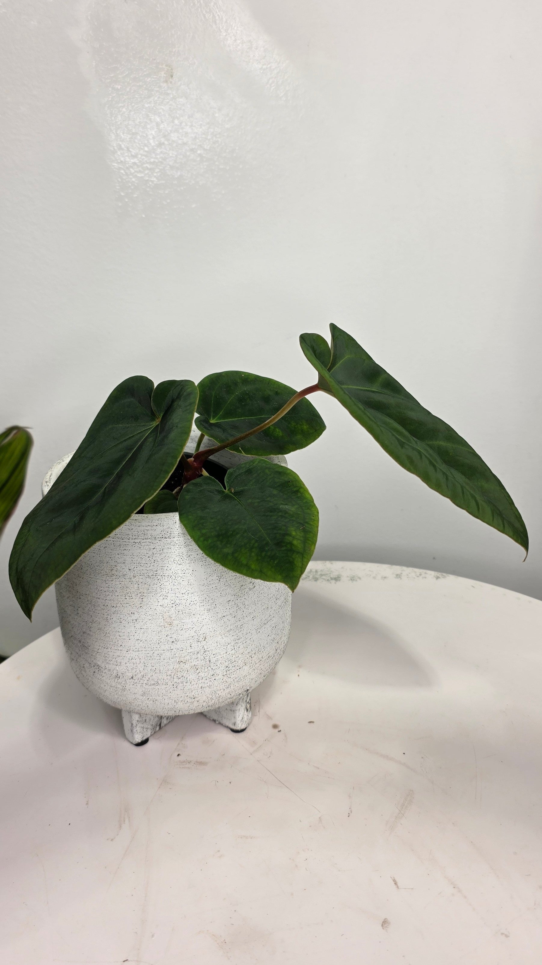 Anthurium Forgetii x Eastern Dressleri