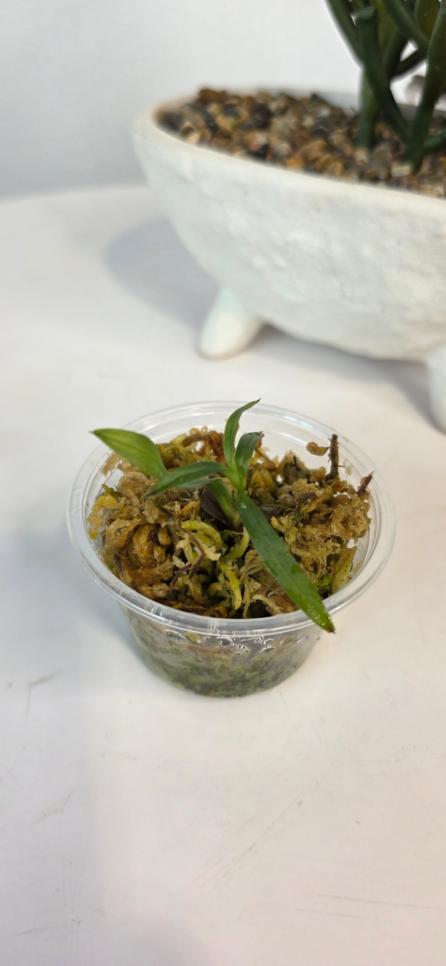 Paphiopedilum tonsum