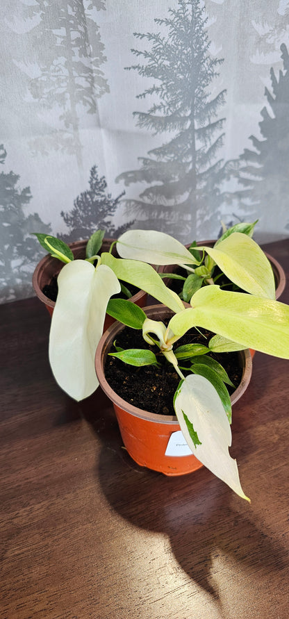 Philodendron Florida Ghost 4&quot;