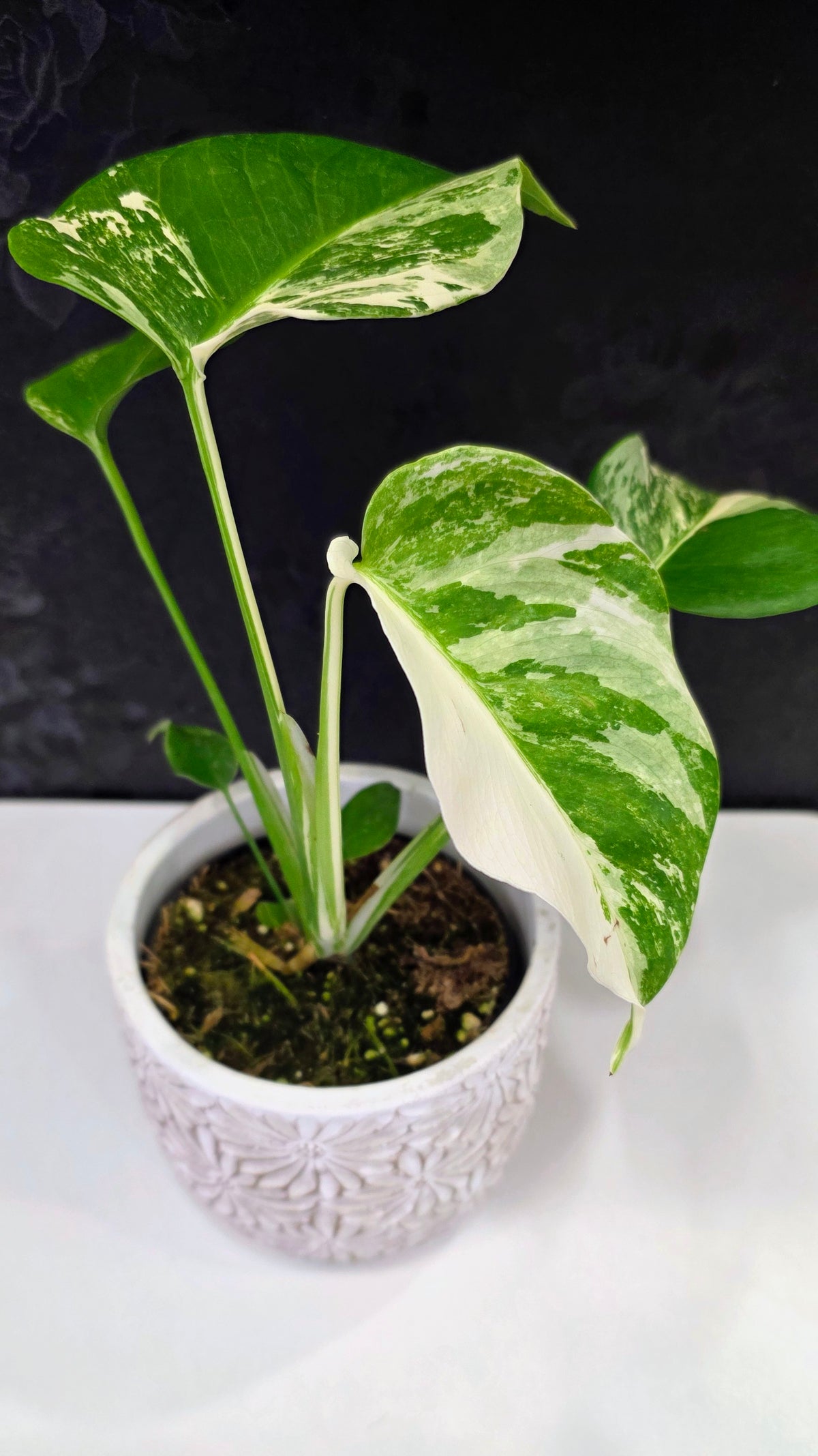 Monstera Albo A