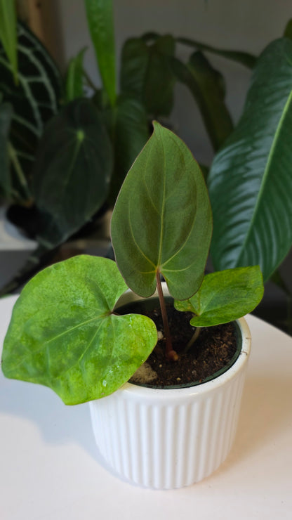 Anthurium Besseae aff x Eastern Dressleri (c)
