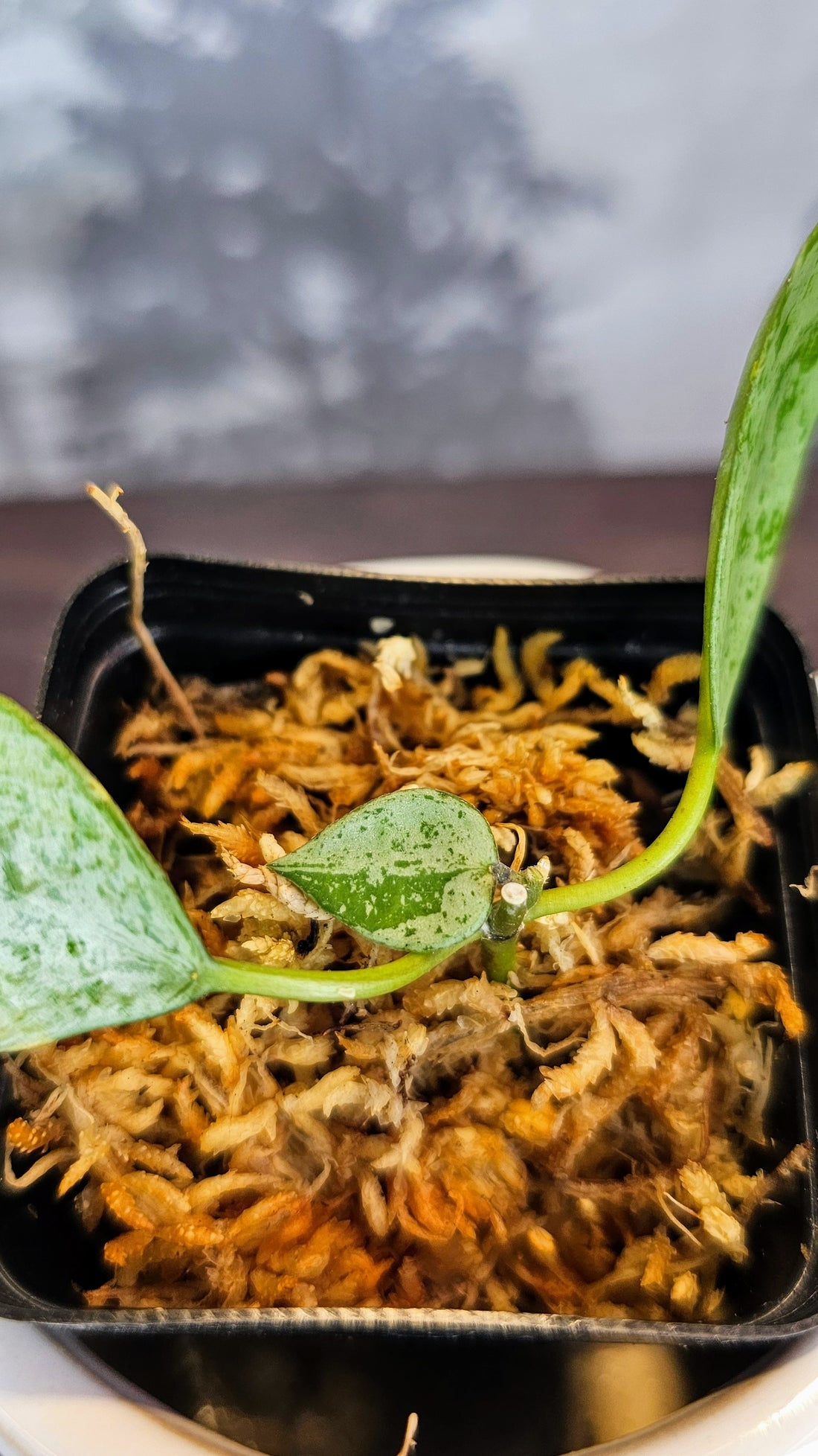 Hoya Lacunosa Sulcata silver (WH 47)