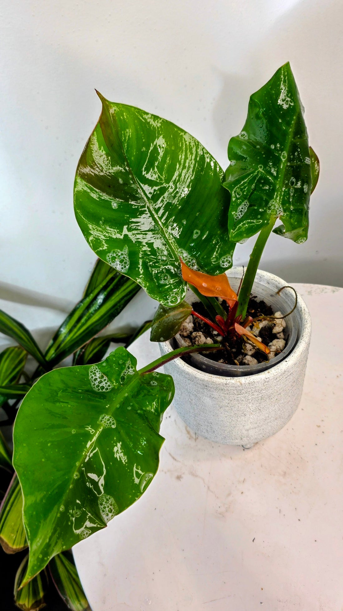 Philodendron Red Moon C
