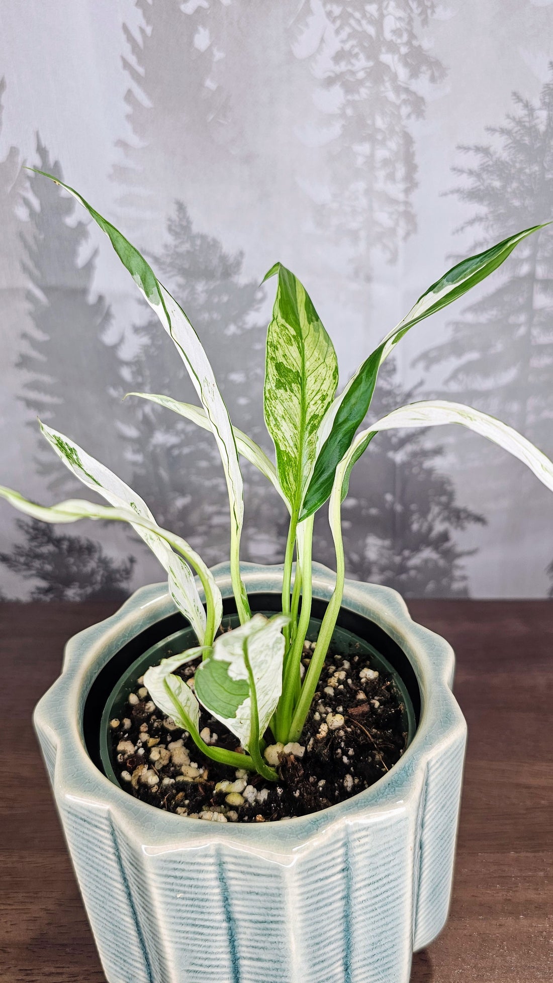 Sectoral Var. Peace Lilly