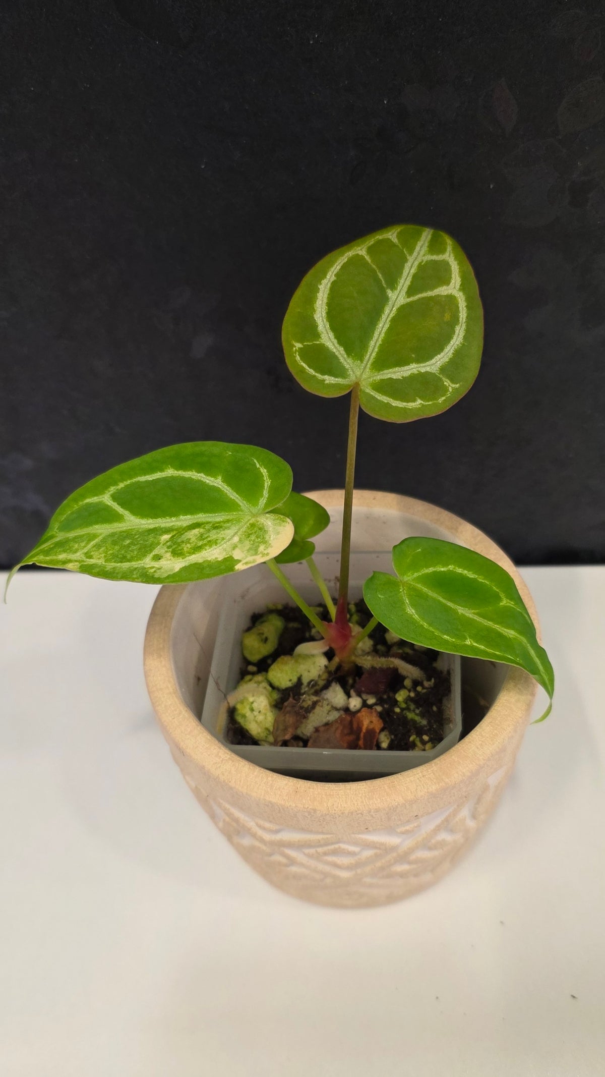 Anthurium Crystallinum Variegated C