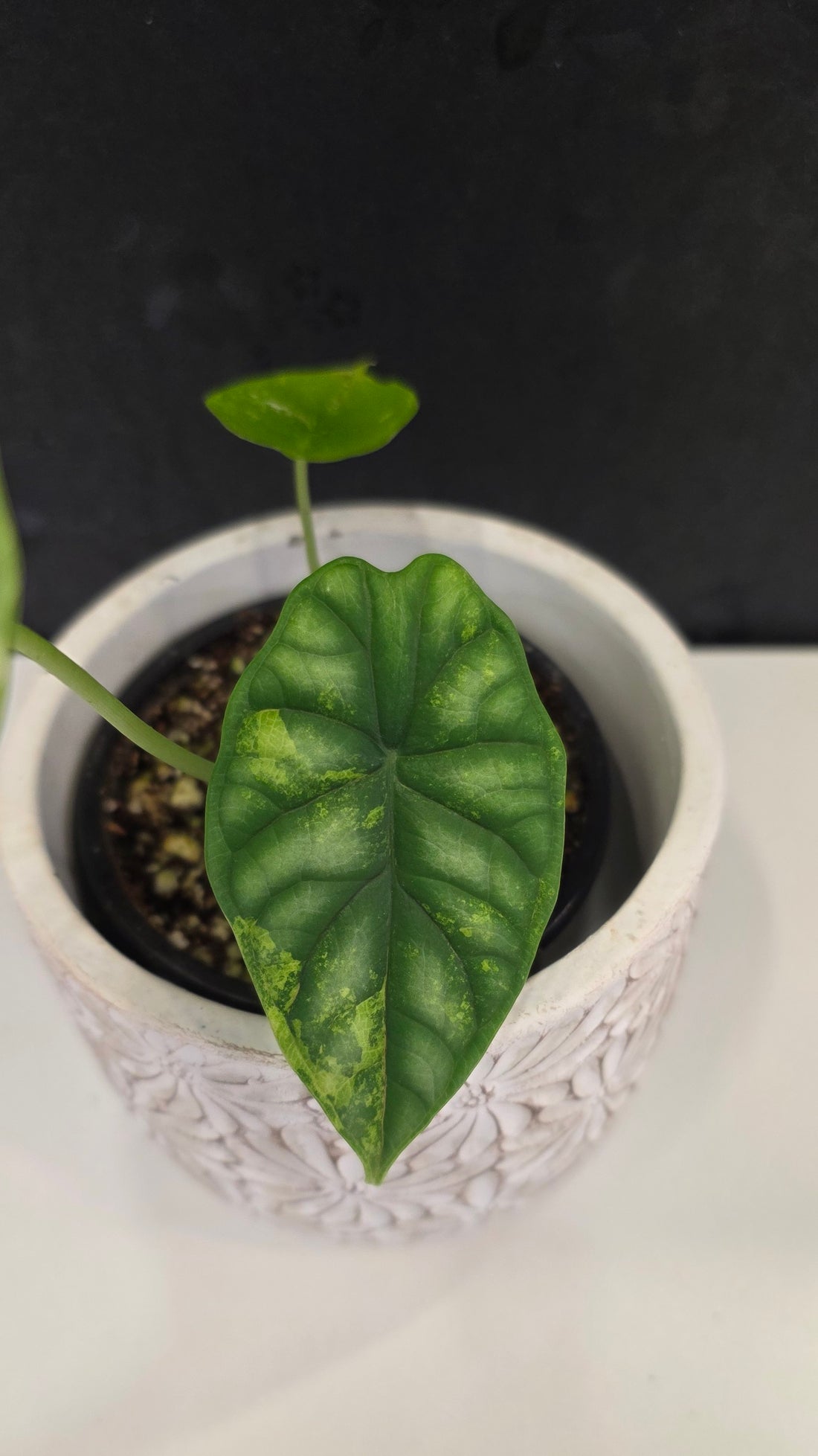 Alocasia Silver Dragon Tri-color D