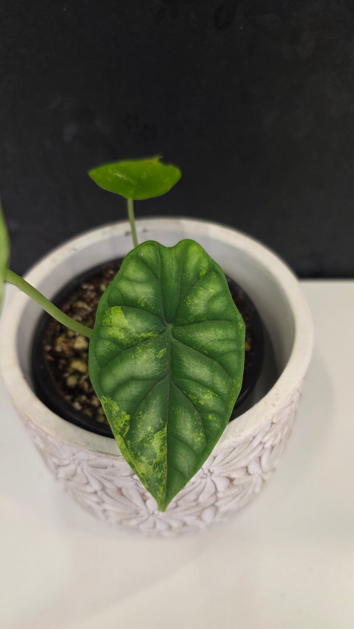 Alocasia Silver Dragon Tri-color D