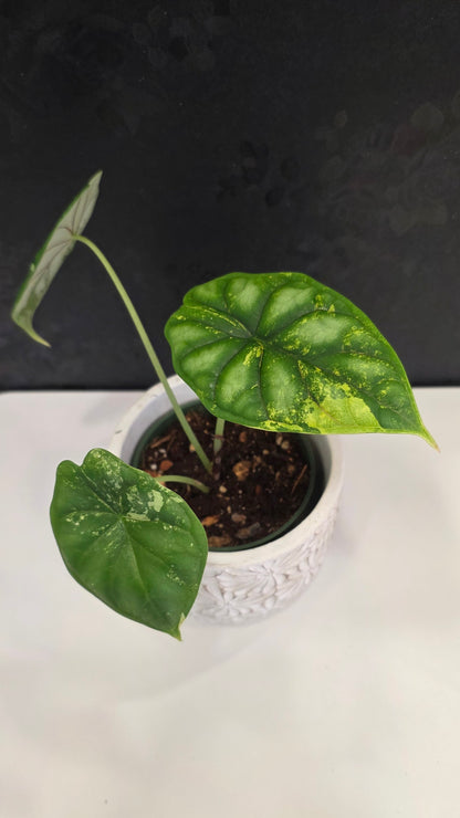 Alocasia Silver Dragon Tri-color C